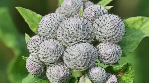 Closeup of fluffy white burdock flower heads with purple spikes and green leaves Stock Footage 337064848
