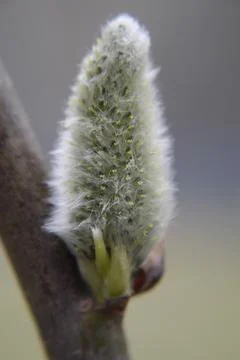 Closeup of a fluffy willow on a tree branch Stock Photos
