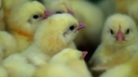 Closeup fluffy yellow chicks crowd together. Baby chickens poultry farm brooder. Vidéo 348686473