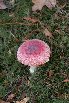 A closeup of a Fly Agaric. Stock Photos