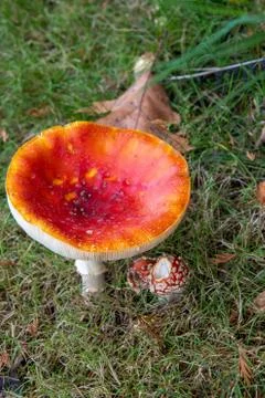 A closeup of a Fly Agaric. Stock Photos