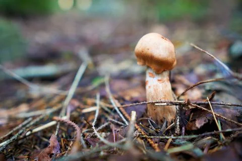 Closeup of a fly agarics in the forest. Close up of fly amanitas in the forest. Stock Photos