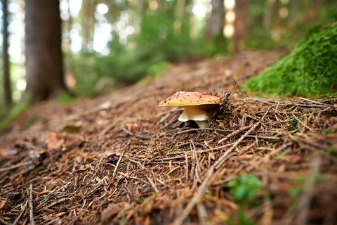 Closeup of a fly agarics in the forest. Close up of fly amanitas in the forest. Stock Photos