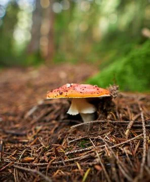Closeup of a fly agarics in the forest. Close up of fly amanitas in the forest Stock Photos