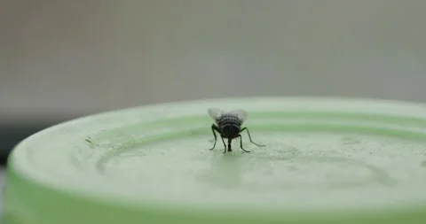 CloseUp of a Fly Beautifully Resting on a Lush Green Surface Stock Footage 291534612