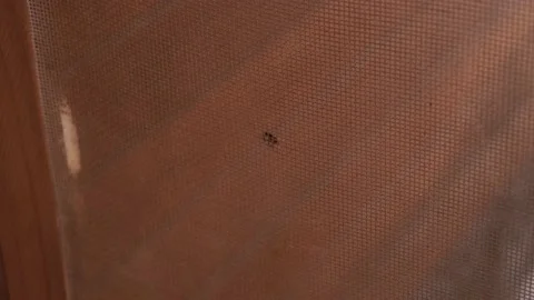 Closeup of a fly behind a mesh that prevents it from entering the house Vidéo 199482571