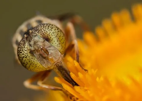 Closeup of a fly on a flower 스톡 사진