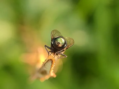 Closeup of a fly on flower. Stock-Fotos