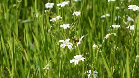 Closeup of a fly Stock Footage 153756377