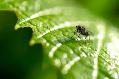 Closeup of a fly on a green grape leaf 写真素材
