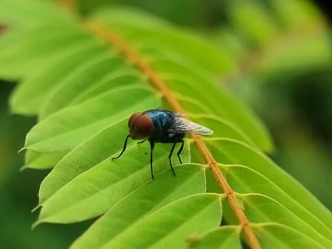 Closeup of fly on green leaf. Fotos Stock