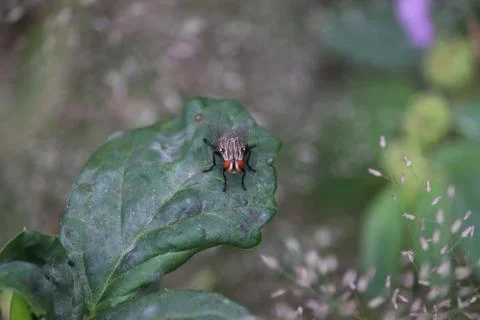 Closeup of a fly on a green leaf.Bee resting on leaf. Macro Stock Photos