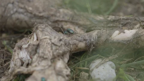 Closeup of fly landing on a carcass Stock Footage 93679523