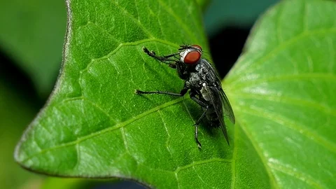 Closeup of fly on leaf. Stock-Footage 74937880