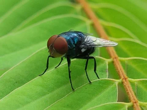Closeup of a fly on leaf. Fotos Stock