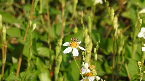 Closeup of fly or fly bee collect pollen and nectar on the flower at the morning Stock Footage 86242718