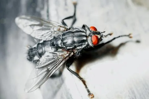 Closeup of a fly. Stock Photos