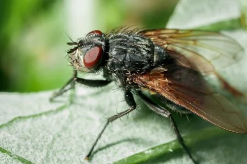 Closeup of a fly. Stock Photos