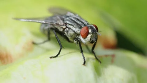 Closeup of a fly resting on a leaf in early Autumn. Its compound eyes can Stock Footage 345996581