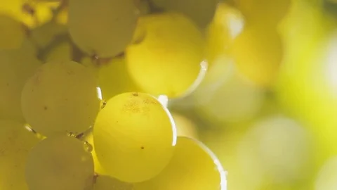 Closeup of a fly sits on a green grapes on a vine on a sunny day Stock Footage 79100913