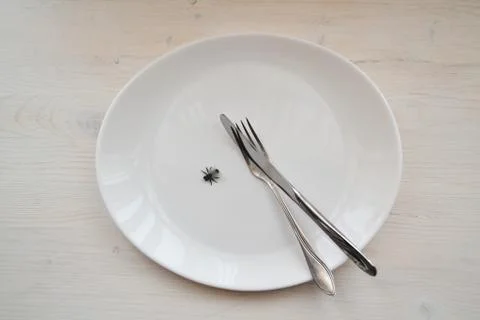Closeup of fly on white background. Fly, insects. Empty plate. Stock Photos