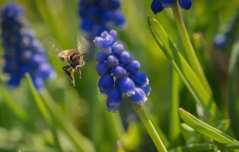 A closeup of a flying bee between grape hyacinths in jena Stock Photos