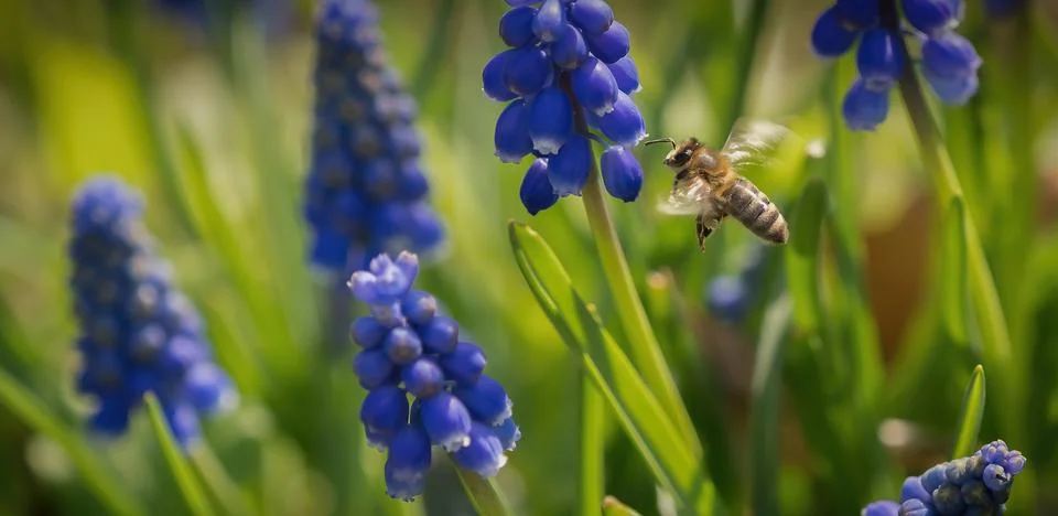 A closeup of a flying bee between grape hyacinths in jena Stock Photos