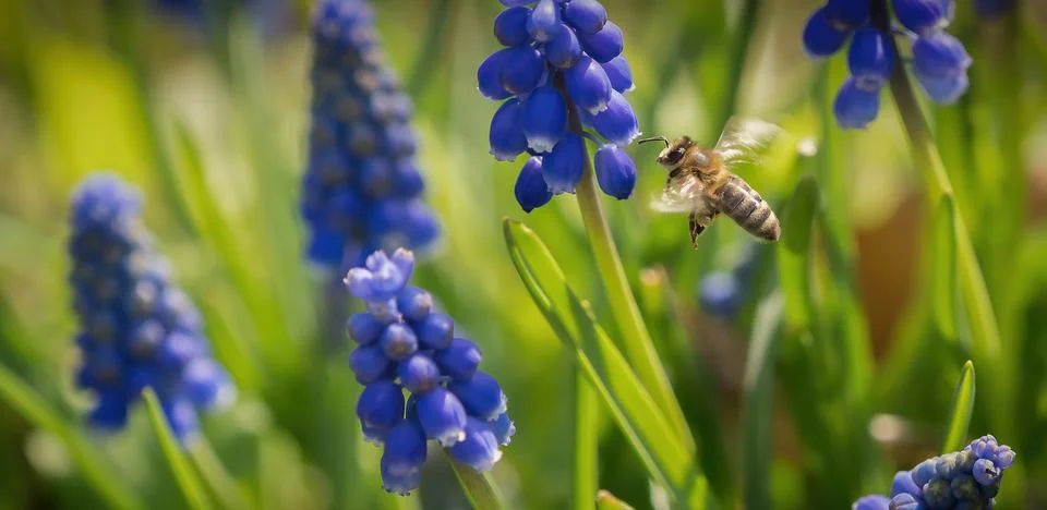 A closeup of a flying bee between grape hyacinths in jena, copy space Stock Photos