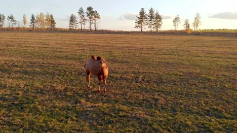 Closeup flying on a drone around a camel standing on a farm among cows in Russia Stock Footage 167684752
