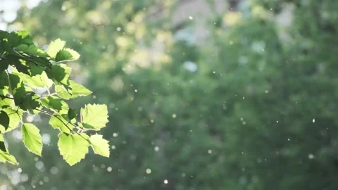 Closeup flying poplar fluff at summer city park on natural sun light and green Stock-Footage 167334202