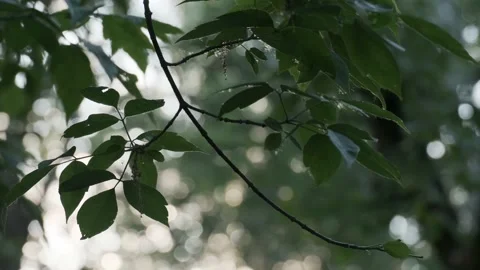 Closeup flying poplar fluff at summer city park on natural sun light and green Stock Footage 167977405