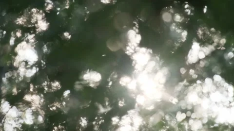 Closeup flying poplar fluff at summer city park on natural sun light and green Video stock 170161748