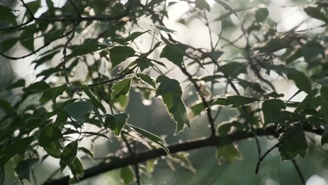 Closeup flying poplar fluff at summer city park on natural sun light and green Video stock 188571659