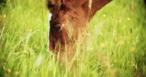 Closeup of a foal that eats grass in a field. The little horse is eating in the Stock Footage 200700706