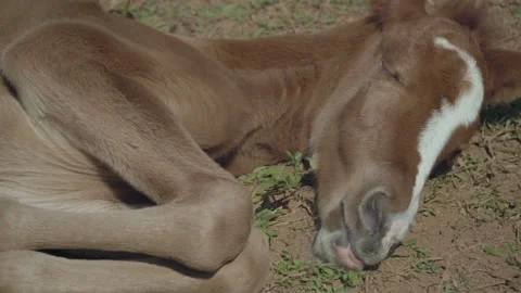 Closeup of foal lying down and grazing with eyes closed Stock Footage 202144611