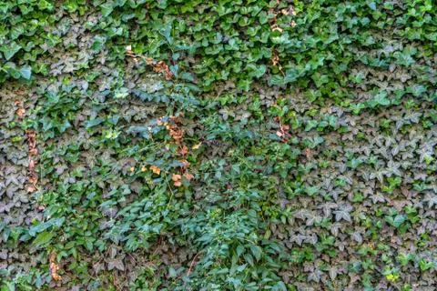 Closeup focus of beautiful leaf pattern for wallpaper/background 写真素材