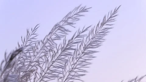 Closeup focus Blooming Kans  grass  kashful flower Stock Footage 276220096