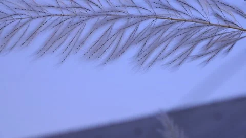 Closeup focus Blooming white Kans grass kashful flower Stock Footage 276220073