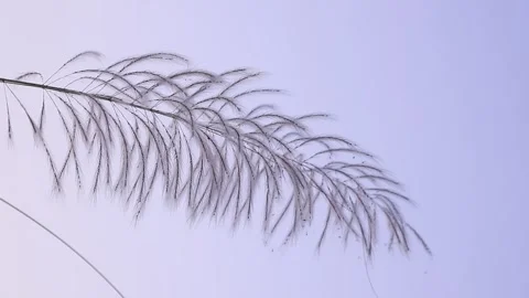 Closeup focus Blooming white Kans grass kashful flower Stock Footage 276220095