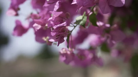 Closeup focus pull video of bougainvillea flowers with some green leaves in a Stock Footage 221733011