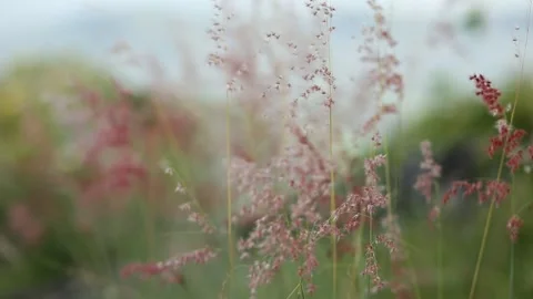 Closeup focus, Shallow depth of field. Focus Stock Footage 252585933