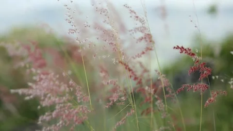 Closeup focus, Shallow depth of field. Focus Stock Footage 252585951