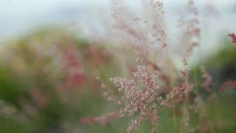 Closeup focus, Shallow depth of field. Focus Stock Footage 252585959