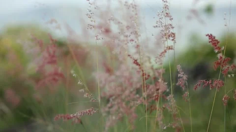 Closeup focus, Shallow depth of field. Focus Stock Footage 252585965