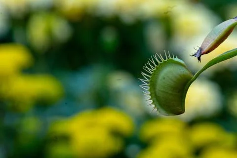 Closeup focus shot of a venus flytrap plant Foto stock