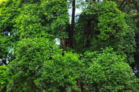 Closeup focus view of tree leaf Stock Photos
