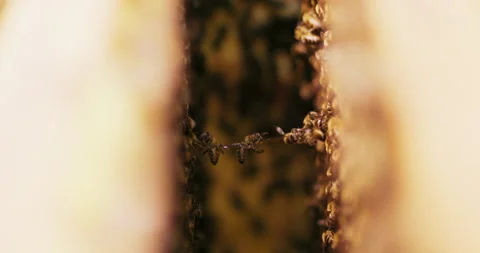 Closeup focused line of bees bound in the air between two beehive frames. They Stock Footage 140420734