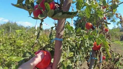 Closeup footage of adult hand picking a ripe tomato in the field on a sunny day Stock Footage 254471890