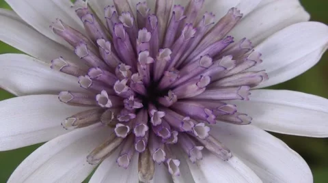 Closeup footage of  dimorphotheca flower. Vídeos de archivo 51052060