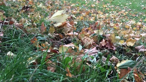 Closeup footage of grass moving in the wind in autumn season Stockbeeldmateriaal 140981130